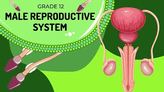 Male reproduction system  Structures and Function [upl. by Kornher]