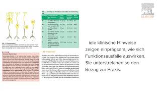 Neuroanatomie einfach und verständlich erklärt [upl. by Pengelly]