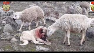 Kangal Dog Couldnt Protect Sheep Herd From Wolf Then Look What Happened Kangal Vs Kurt ilginç [upl. by Phillane]