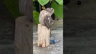 White Faced Scops Owl 白面角鴞 [upl. by Beberg]