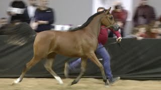 Cavalli Arabi Bellissimi \ Arabian Horses  Fieracavalli Verona Italy 2023 [upl. by Aisinoid]