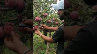 Wax and Unwaxed applesConsumer AwarenessOrganic Himalyan ApplesOrganic Farming [upl. by Earized]