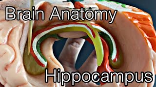 Anatomy of brain Hippocampus English [upl. by Ettezel]