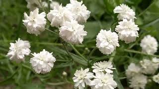 Achillea ptarmica The Pearl medicinal plant [upl. by Jehiah]