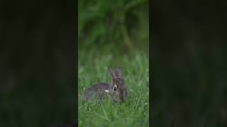 A North American Eastern Cottontail bunny Rabbit feeds at a northern USA oak savanna wildlife [upl. by Idnahk539]