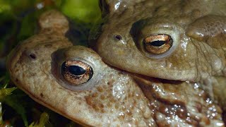 The Surprisingly Violent Mating Ritual of the Common Toad 4K [upl. by Branscum]