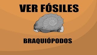 Braquiópodos  brachiopoda   Ver Fósiles [upl. by Dante]