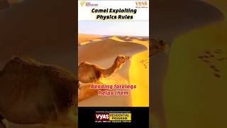 camel exploiting physics rules centerofgravity force balance viralvideo science shorts [upl. by Ruffin861]