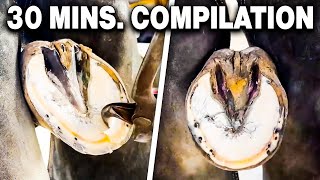 Farrier ASMR Hoof Cleaning Compilation [upl. by Getraer]