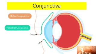 Conjunctival anatomy and physiology explained [upl. by Hilleary463]