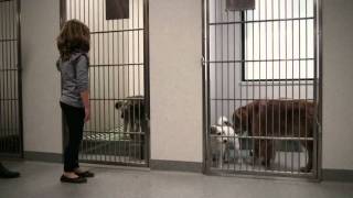 Luscious Internationals Short Film for Sydney Dogs amp Cats Home [upl. by Russel206]