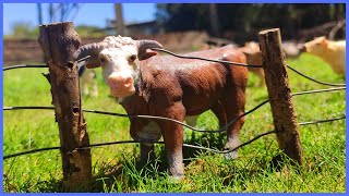 Fazenda de Brinquedo O TOURO HEREFORD FICOU PRESO NA CERCA E MUITO MAIS [upl. by Amesari]