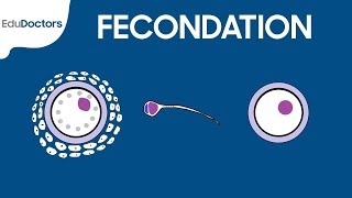 Fécondation  Embryologie générale [upl. by Anahcra]