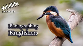 Common Kingfisher Bird Photography  UK Wildlife and Nature Photography  Canon R5 [upl. by Nageet]