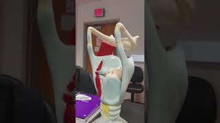 Anatomy Trachea Model [upl. by Aleta]