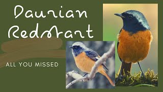 Daurian redstart facts  jōbitaki  Daurian redstart Calling sound [upl. by Refotsirk]