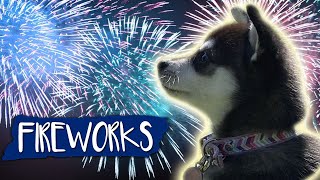 Fireworks Noise Desensitization For Dogs [upl. by Florida]