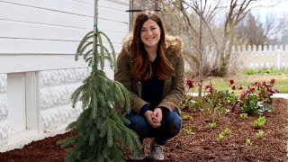 Planting a Weeping White Spruce 🌲💚  Garden Answer [upl. by Annairol]