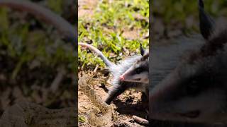 ZARIGÜEYA comiendo Serpiente CASCABEL 😱 [upl. by Yennor]