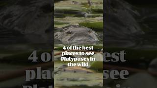 4 Of The Best Places To See Platypuses In The Wild  Australian Wildlife Journeys [upl. by Edward]