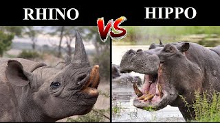 RHINO vs HIPPO  Who Would Win In A Battle [upl. by Saxena]