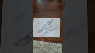 Tut od quotcartooning club XLquot artist drawing newartist painting viral bluejay fyp [upl. by Fasta]