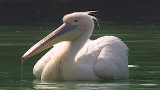 Rosy PelicanPelecanus onocrotalus [upl. by Nahshon481]