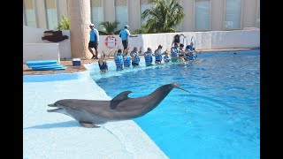 Wild Animals  Dolphin Sounds  Dolphins are The Most Intelligent Animals  Animal Sounds Real [upl. by Egarton]