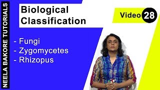 Biological Classification  NEET  Fungi  Zygomycetes Rhizopus  Neela Bakore Tutorials [upl. by Leeda]