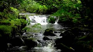 Relaxing Waterfall Nature SoundsNatural music of Birds ChirpingSleeping Bird Sound Meditation [upl. by Dis]