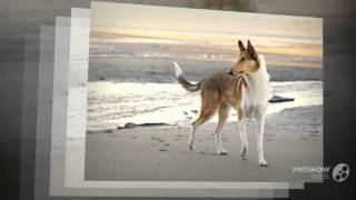 Smooth Collie Dog breed [upl. by Gothar]