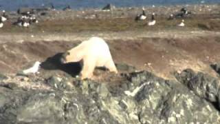 Polar bears visit a colony of barnacle geese [upl. by Stichter]