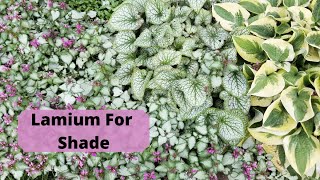 Lamium For Your Shade Garden [upl. by Alvie]