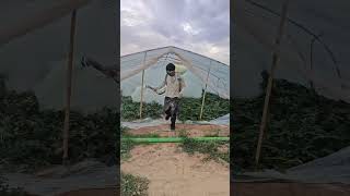 Greenhouse watermelon pest control process [upl. by Anuaek545]