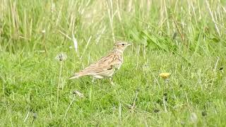 Woodlark at the Warren Spurn 8523 [upl. by Pace]