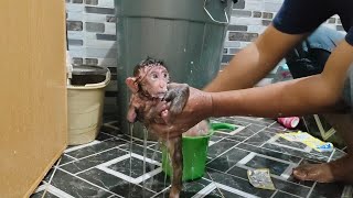 Dirty after playing baby monkey Nomi went berserk and was difficult to bathe [upl. by Sirehc]