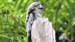 Pájaro Fantasma o Urutau Común Cantando Sonido para Llamar El Mejor [upl. by Ttocserp835]