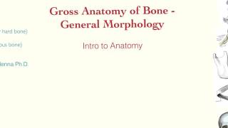 Doc DiMenna explains Anatomy and Physiology  Bone Morphology [upl. by Jorry495]