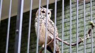 Bengaalse Oehoe ZOO Antwerpen  Indian eagleowl ZOO Antwerp [upl. by Nylirret]