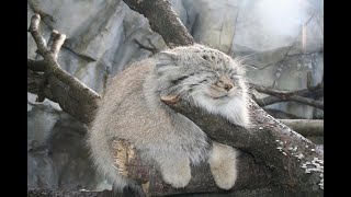 manul life could be dream [upl. by Eicyak44]