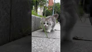 cat meowing to attract cats 😂cat meowing slowed songkitten cat shorts ytshorts youtubeshorts [upl. by Delia]