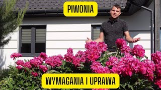 Piwonia  wszystko o uprawie peonii jedna z najładniejszych kwitnących bylin w ogrodzie [upl. by Aevin125]