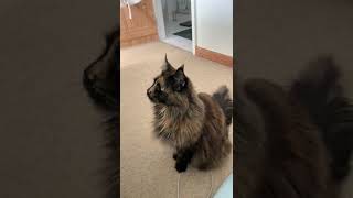 Maine Coon cat talking to her owner [upl. by Shae]