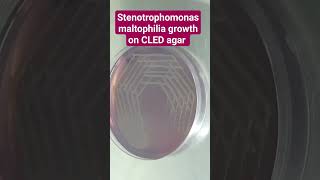 Stenotrophomonas maltophilia on CLED Agar [upl. by Amal208]