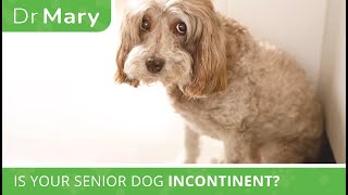 🐾 Dr Mary Is Your Senior Dog Incontinent [upl. by Ethan]