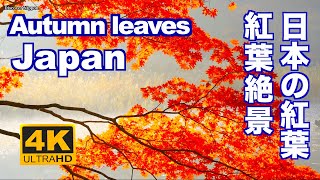 京都の紅葉80選  The 80 Best Autumn Leaves Spots In Kyoto [upl. by Goltz]