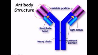 36 Immune system [upl. by Scarrow]