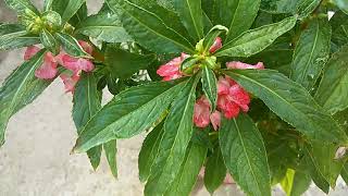 How To Grow amp Care Balsam  Gulmehndi  Dopati  Winter Flower Plants  Best Flowering Plant [upl. by Yunick953]