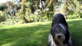 Tiffin  Bearded Collie  Lazy Dog Tricks [upl. by Gerdeen]