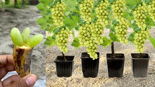 New Technique Of Growing Grapes in Banana How To Grow Grapes Fast in Banana Fruit Get Many Fruits [upl. by Lazor405]